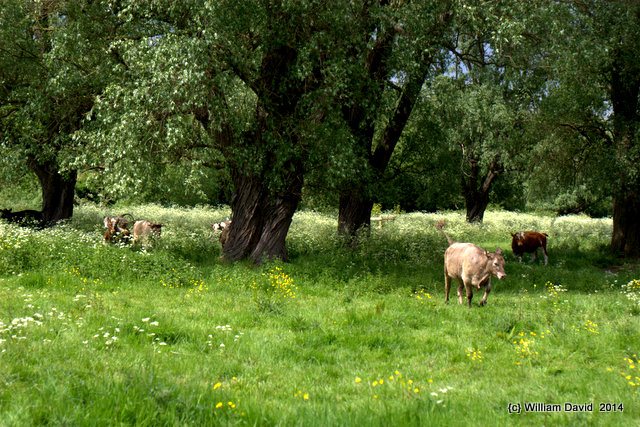 sheeps meadows by river cam - cambridge